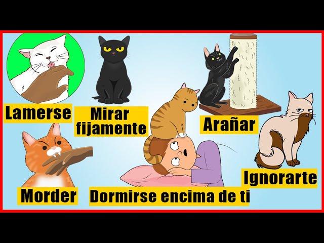 El significado detrás de los 14 comportamientos más extraños de los gatos