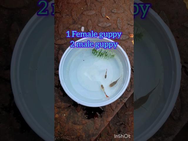 guppy fish breeding set up #shorts