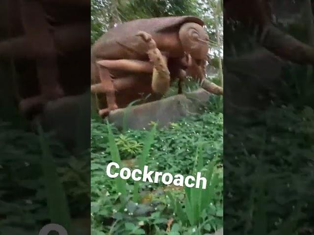 Giant Cockroach | Insectlandia
