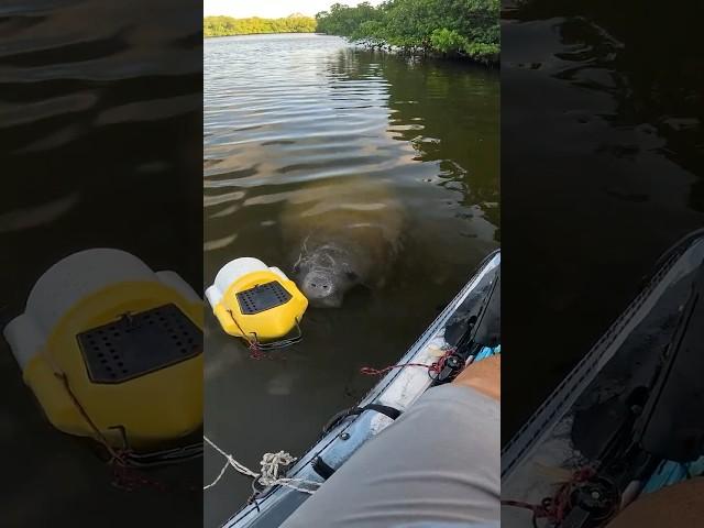 This Manatee Would Not Let Me Fish #KayakFishing