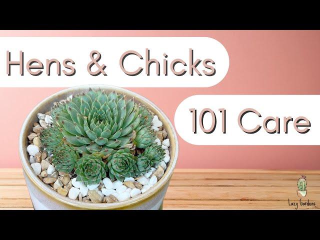 How to Care for Hens and Chicks┃Sempervivum Calcareum