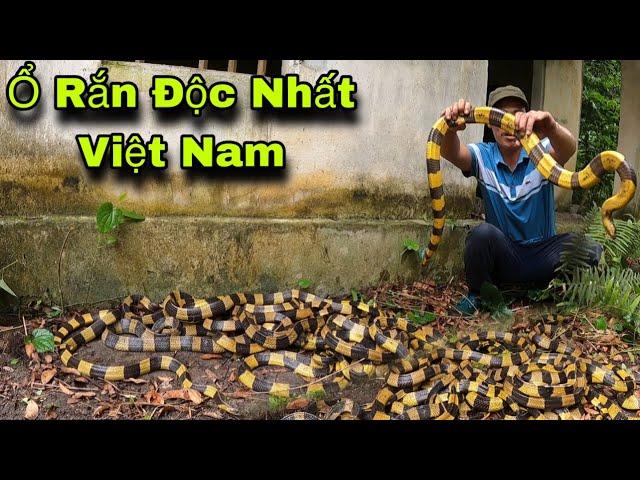 Kinh Hoàng Phát Hiện Ổ Rắn Đ.ộ.c Nhất Việt Nam Trong Bể Nước Bỏ Hoang