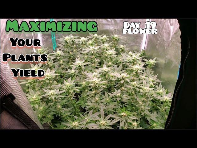 The Ultimate 2X2 Plant  part 6 Maximizing your yield Day 82/ Day 19 Flower  under Mars Hydro FC-3000