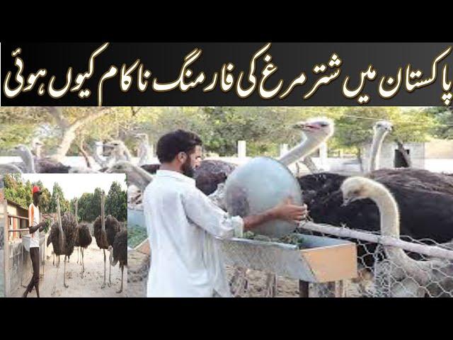 Common mistakes in ostrich farming in Pakistan