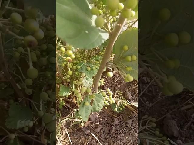 falsa plant on fruiting #farming #garden #gardentech