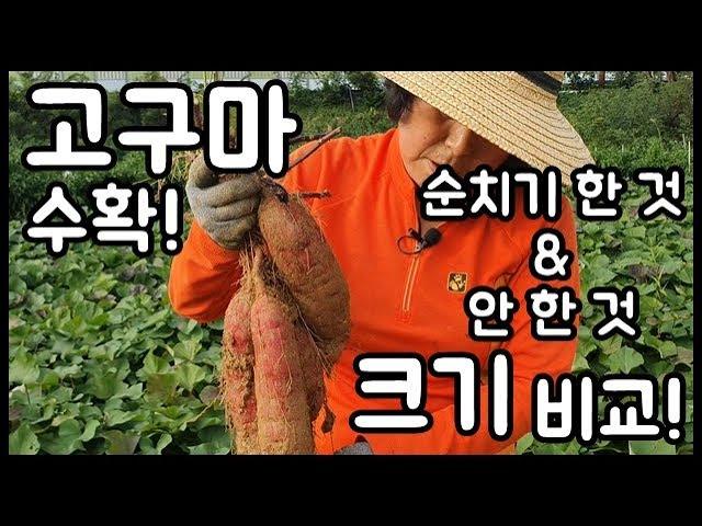 고구마 수확! 순치기 한 것과 안 한 것의 크기 차이는!? - 주말농장 [일꾼TV]