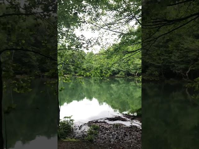 Natural view-Doğa gezisi manzara - bolu yedigöller #forest #nature #peace #huzur