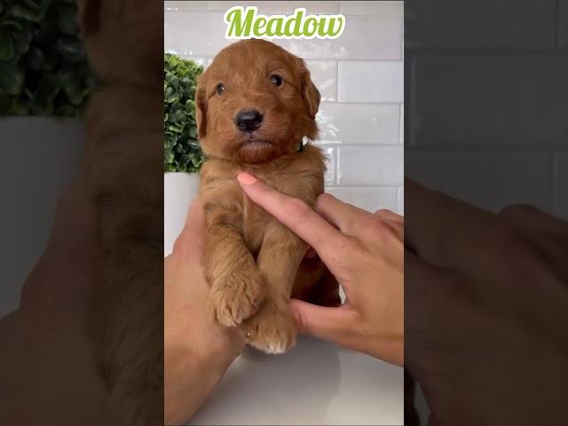 Meadow - Female Mini Goldendoodle #dogsofyoutube #doodle #puppies #goldendoodle #minigoldendoodle