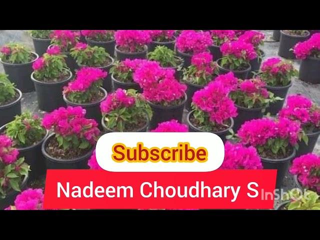 Aatish Nayaz  channel Nadeem Choudhary S