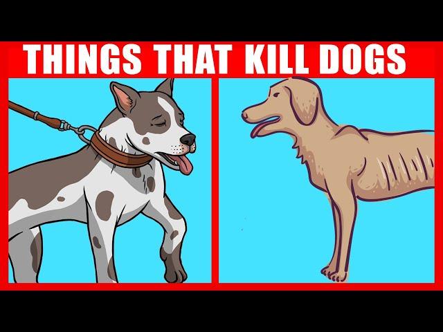 11 Things You Didn’t Realize Are Killing Your Dog