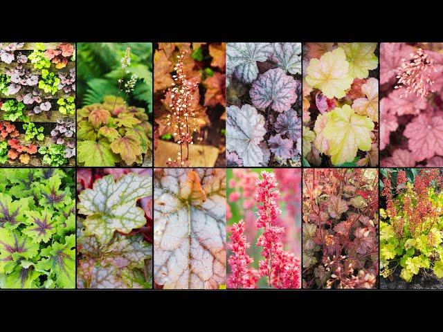 HEUCHERA VARIETIES - Plants Weekly