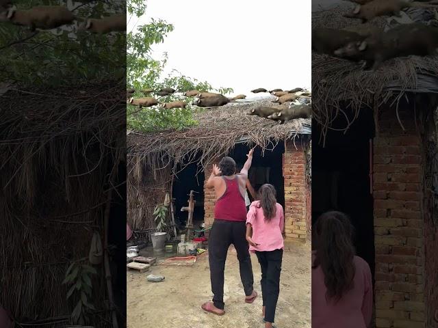 . "OMG! So many rats crossed over me, watch the full video!" #reetavlogs shorts