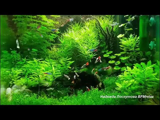 музыка природы от Надежда Лоскутова BFMrelax
