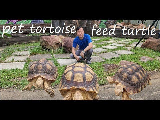 Where to go in Singapore during covid | The Live Tortoise and Turtle Museum