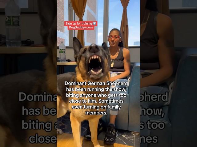 This German Shepherd Really Thought..