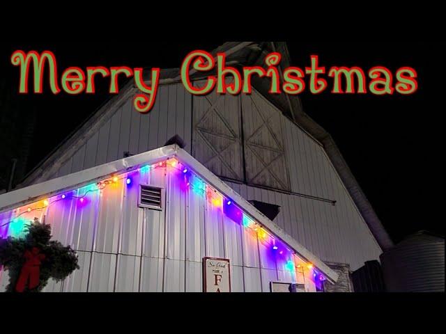 Bedding Cows and Heifers/Merry Christmas from Trinity Dairy!