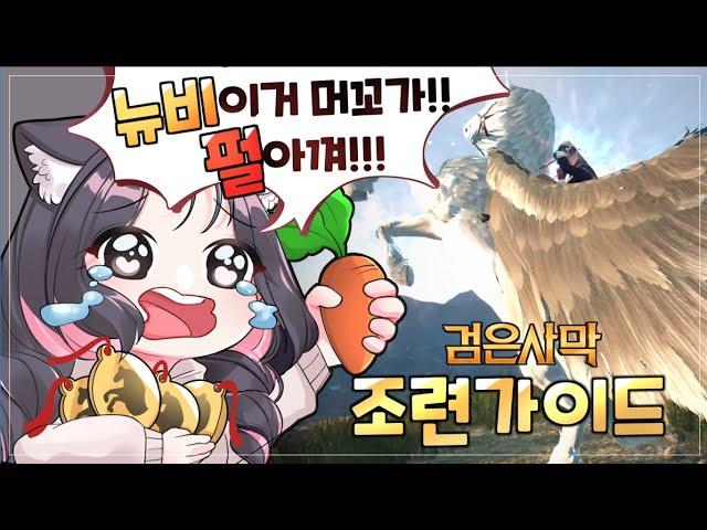 뉴비를 위한 조련 공략 A to Z