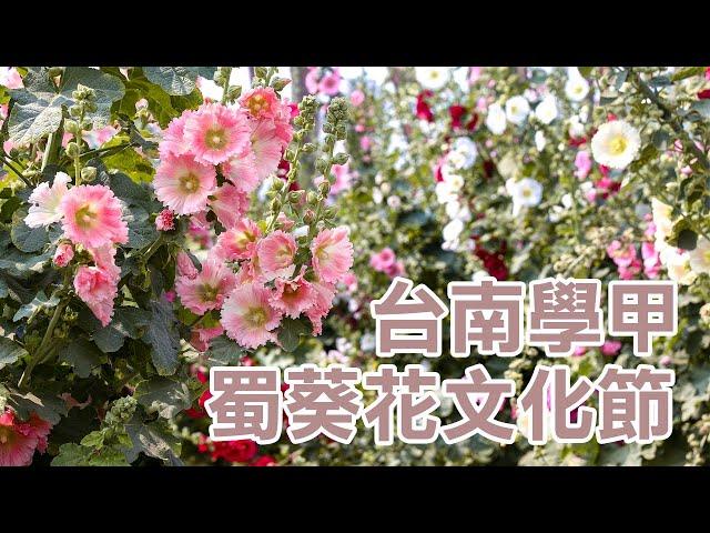 2023台南蜀葵花季｜學甲「蜀葵花文化節」鄉村最美花海準備盛開｜學甲光華里蜀葵花｜13的旅行