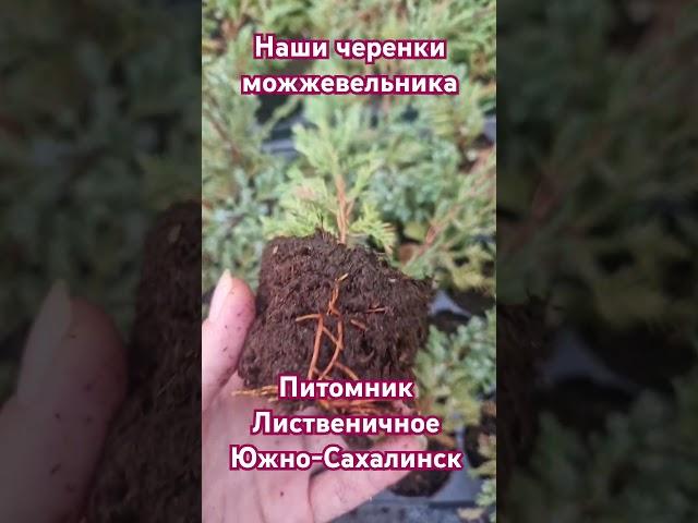 #черенки #можжевельник