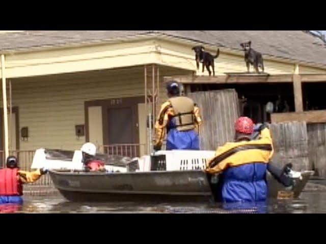 Hurricane Katrina Animal Rescue Operation