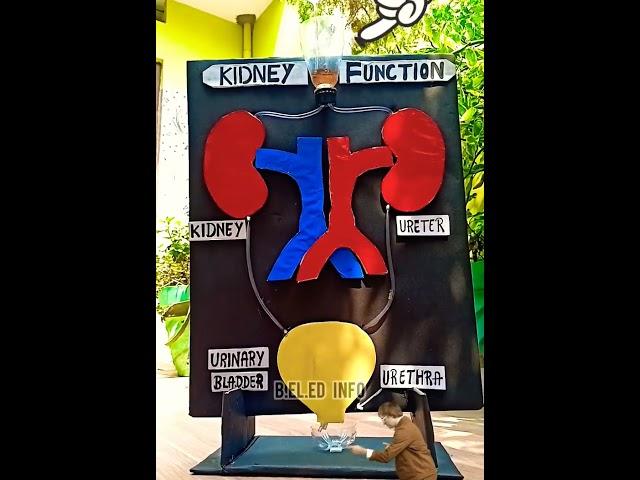 School Science projects l Kidney working model #diy #diycraft #beledinfo