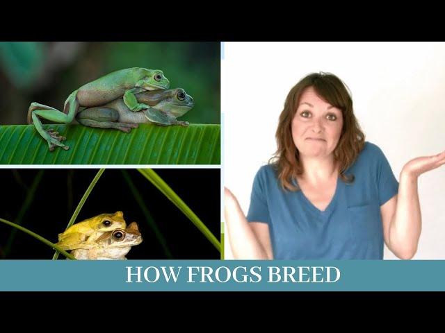 How frogs breed || Understanding frog breeding behavior || some curious facts about frog breeding