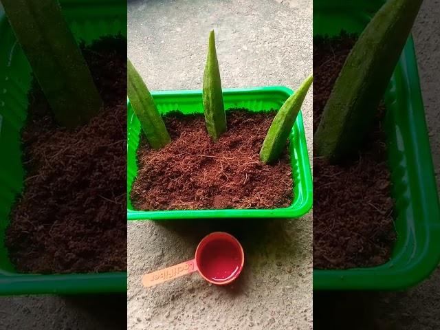 bhindi/okra propogation#viral #how #beautiful #flower #trending #ytshorts #ghar #gamle