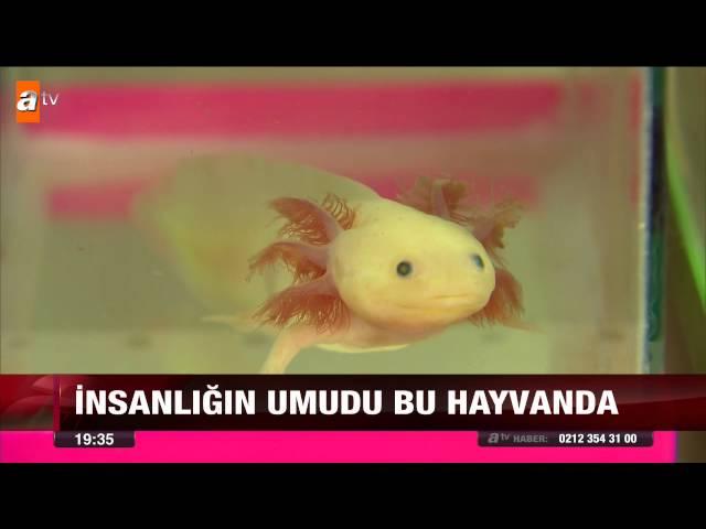 İnsanlığın umudu bu hayvanda - atv Ana Haber