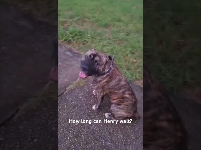 How long can Henry wait when he just wants to play???? #americanstaffy #doglover