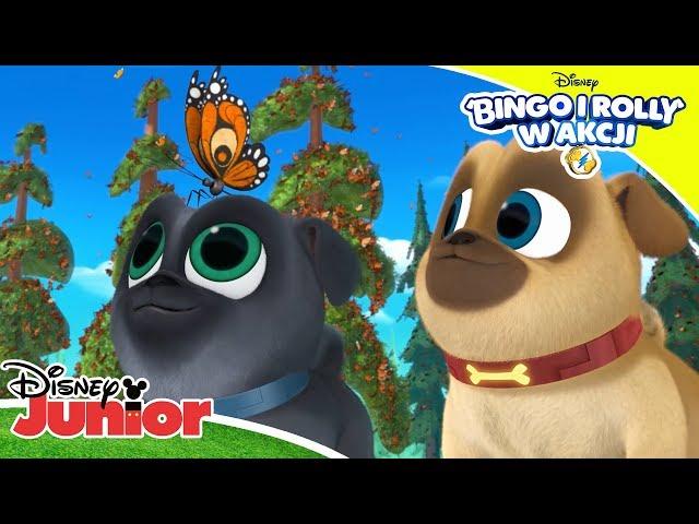  Mopsiakowe przygody | Bingo i Rolly w akcji | Disney Junior Polska