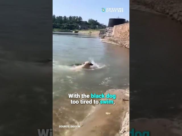Golden Retriever’s Epic River Rescue! | Awesome Stuff 365