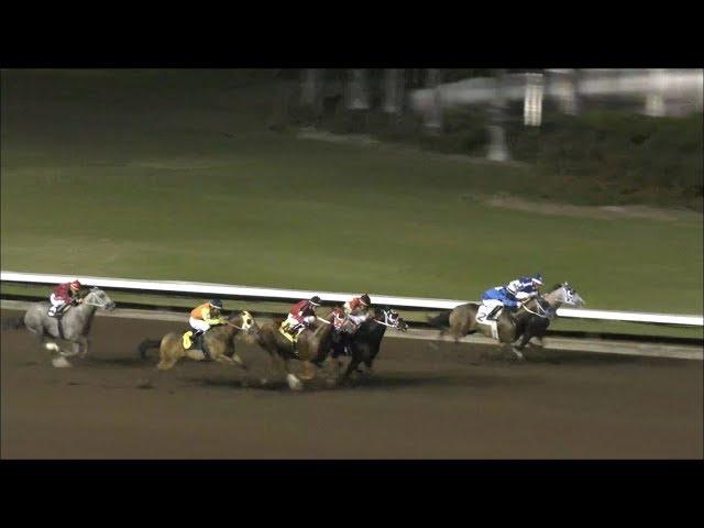 Nighttime Quarter Horse Racing 300 Yard Sprint Los Alamitos Race Course Cypress California