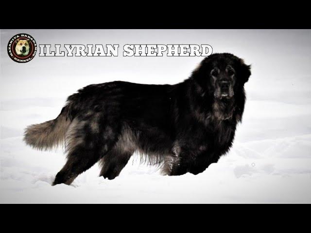 Shepherd Dog Of Kosova |  Illyrian Shepherd