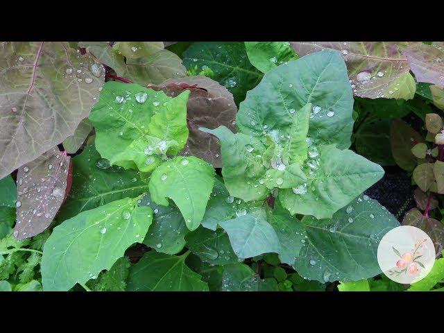 Growing Orach (Atriplex Hortensis) from Seed Growing Flowers from Seed Gardening for Beginners