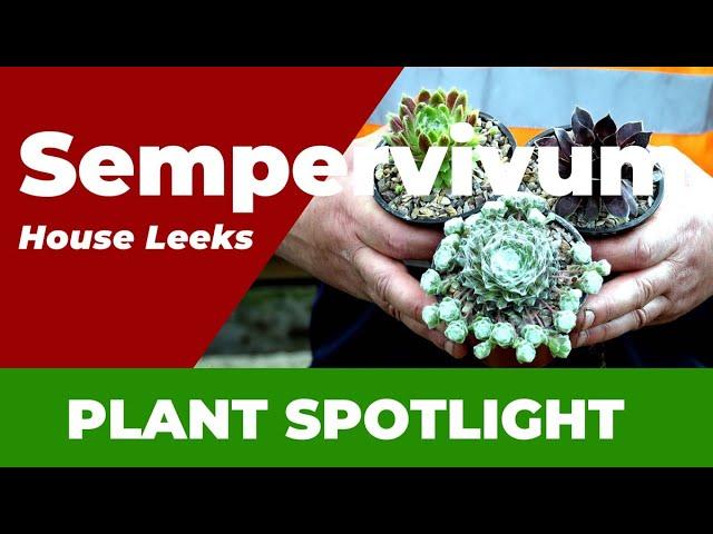 Ultimate Guide to Sempervivum: The Perfect Drought-Tolerant Feature Plant!