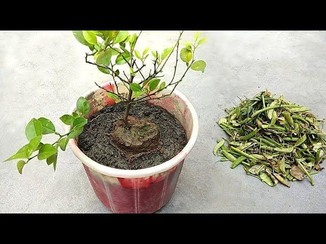 Grow lemon tree faster using homemade compost fertilizer | Natural and free fertilizer for plants