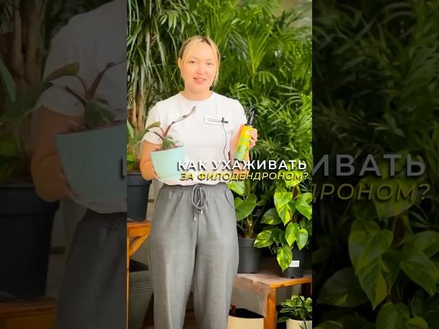Уход за филодендроном после покупки #дачныесоветы #цветоводство #филодендрон #цветынаподоконнике