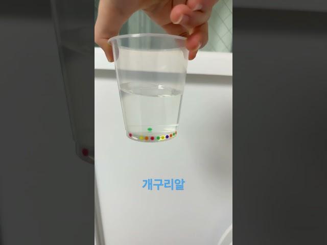 개구리알 크면은 또 올릴게욤