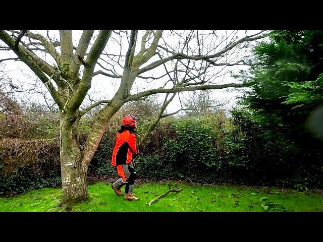 This Large Walnut Tree NEEDS A Bit Of Work