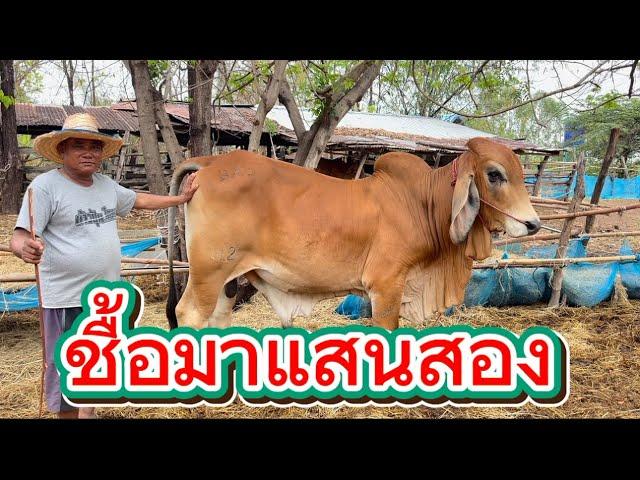 ลุงวิมลพาชมฟาร์มวัว บ.โนนขมิ้น อ.พังโคน จ.สกลนคร