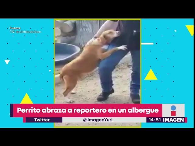 Perrito abraza a reportero en albergue, y es adoptado | Noticias con Yuriria