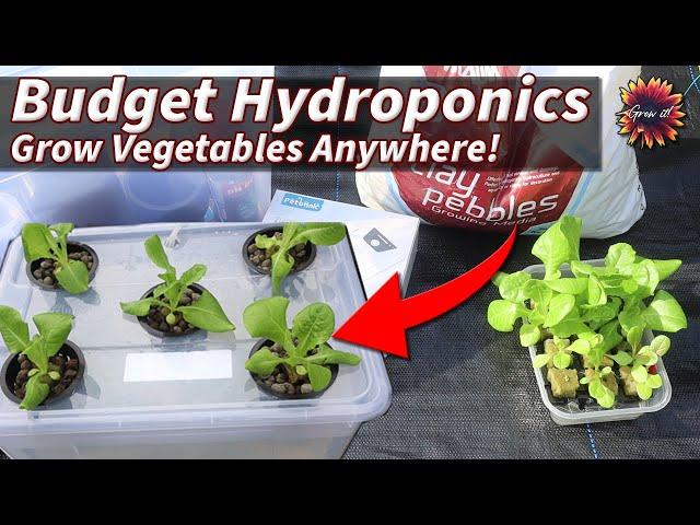 Make A Mini Hydroponics System On A Budget - Grow Perfect Plants EVERY Time!