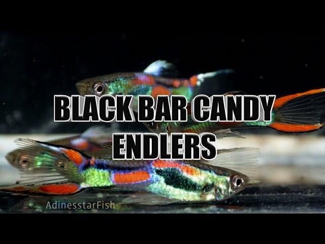 Endlers K class (Hybrid) - Candy Color