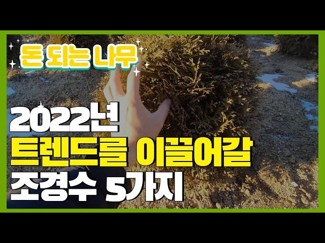 돈 되는 나무 - 쉽게 키우는 조경수 5가지 추천 / 유행를 알아야 성공 합니다!