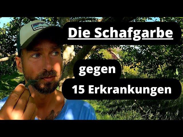 Die Schafgarbe gegen 15  Erkrankungen - die Alleskönnerin