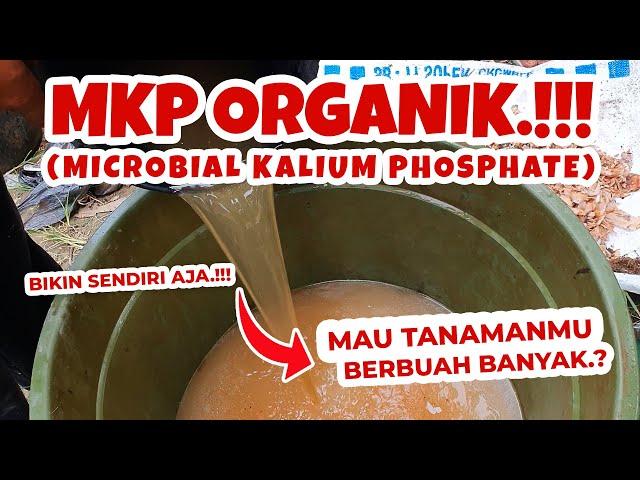 MAU TANAMANMU BERBUAH BANYAK? TUTORIAL MEMBUAT PUPUK ORGANIK CAIR MKP ORGANIK FASE GENERATIF.