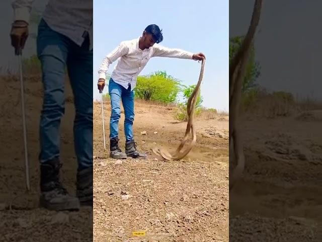 do bade size ka cobra snake  rescue#indian #shorts video