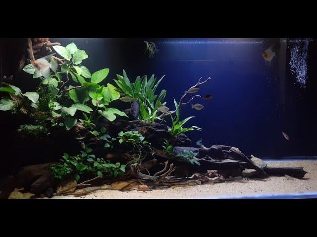 planted tank setup aquascape/monster fish aqua sl/ #plantedtank #monsterfishaquasl#aquascape #relax