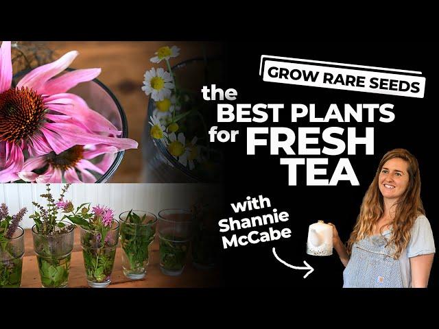 The Best Plants For Fresh Tea -- Grow a herb garden for tea!