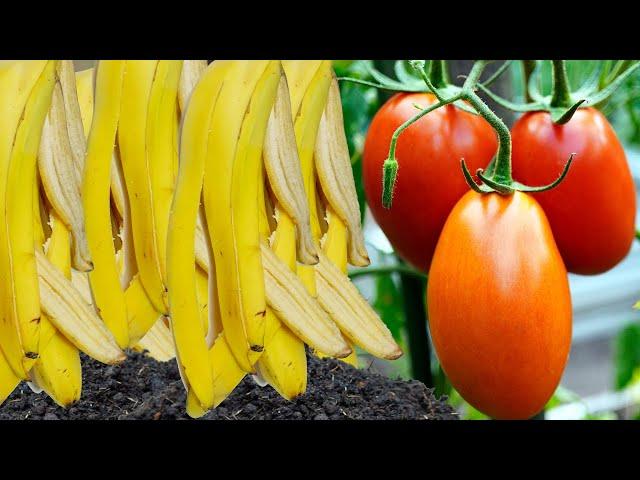  Banana Compost  Natural Fertilizer  Flowering and Fruits